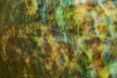 Abstract view of the forest