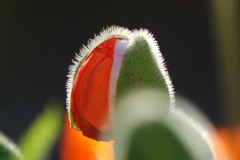 AlanKlughammer.com_15