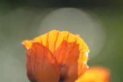 AlanKlughammer.com_20030604-f94359642