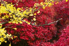 AlanKlughammer.com_20091018-f65557414