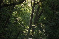 AlanKlughammer.com_20100627-130510dscf3787