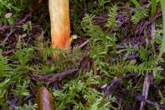 AlanKlughammer.com_20130202-_akp0667