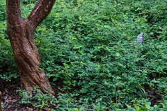 AlanKlughammer.com_20130512-_akp2884_01