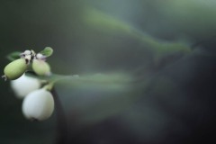 Free Lensing
(c)AlanKlughammer
alanklughammer.com