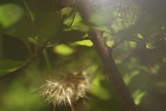 Free Lensing
(c)AlanKlughammer
alanklughammer.com