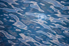 Blue Jelly