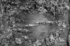 AlanKlughammer.com_20140125-DSCF7160