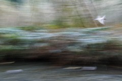 AlanKlughammer.com_20141115-20141115-_AKP4711-Edit