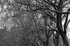 AlanKlughammer.com_20150124-20150124-_AKP6262-Edit