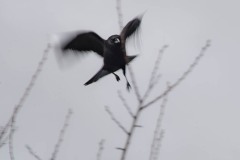 AlanKlughammer.com_20150406-_AKP7093-Edit