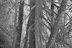 AlanKlughammer.com_20150412-_AKP7255-Edit