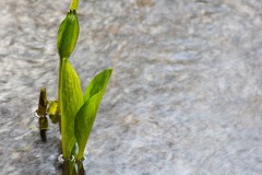 AlanKlughammer.com_20150412-_AKP7271-Edit