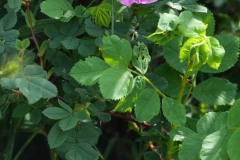 AlanKlughammer.com_DSCF0017