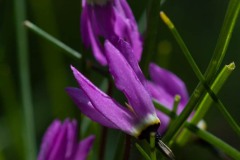 AlanKlughammer.com_DSCF0030