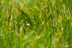 AlanKlughammer.com_DSCF0039