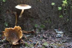 AlanKlughammer.com_FerryLight