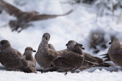 AlanKlughammer.com_dscf8394