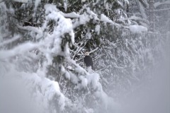 AlanKlughammer.com_dscf8460