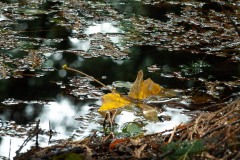 AlanKlughammer.com_s22003_1013AA