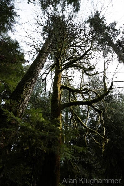 AlanKlughammer.com_20250404-_AZ72828