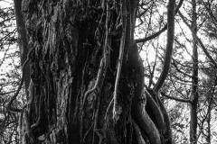 AlanKlughammer.com_20250401-_AZ71831