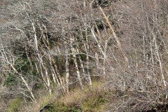 AlanKlughammer.com_20250402-_AZ72608