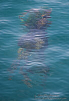 new abstract image