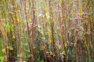 Cenote Art Show