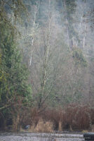 Goldstream image