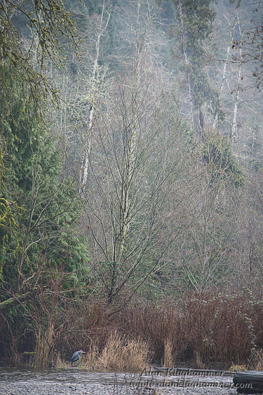 Goldstream image