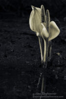 Black and White vs. Colour