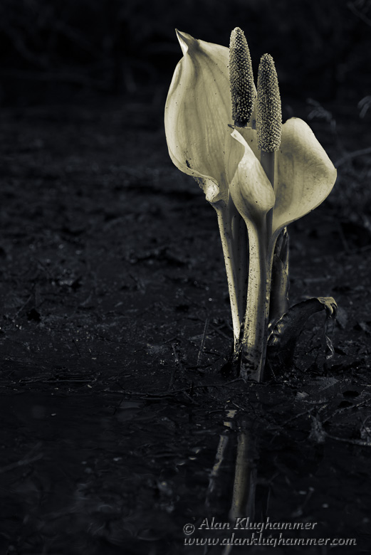 Black and White vs. Colour