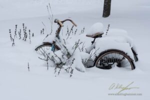 Snow Day – 2020