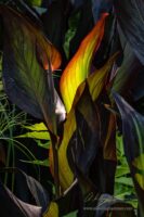 Flaming Backlight