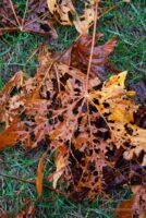 Fall Leaves