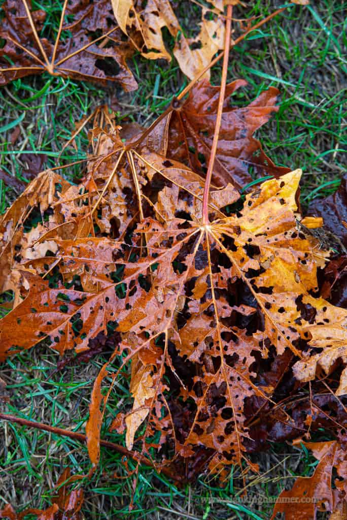 Fall Leaves