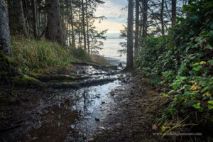 A walk in the woods