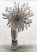 Dahlia