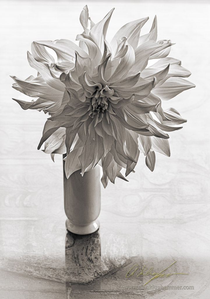 Dahlia